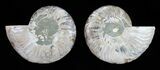 Polished Ammonite Pair - Agatized #54304-1